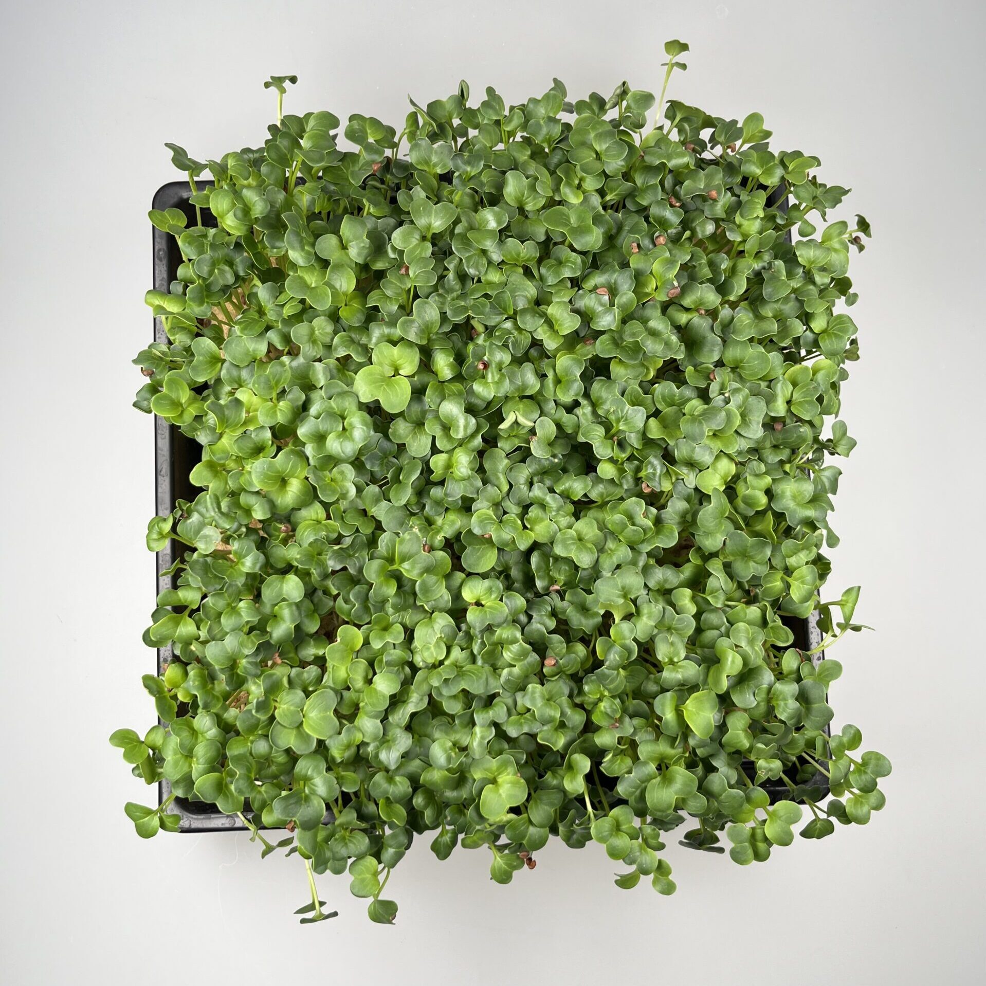 BIO Rettich Microgreens im “1010” Tray