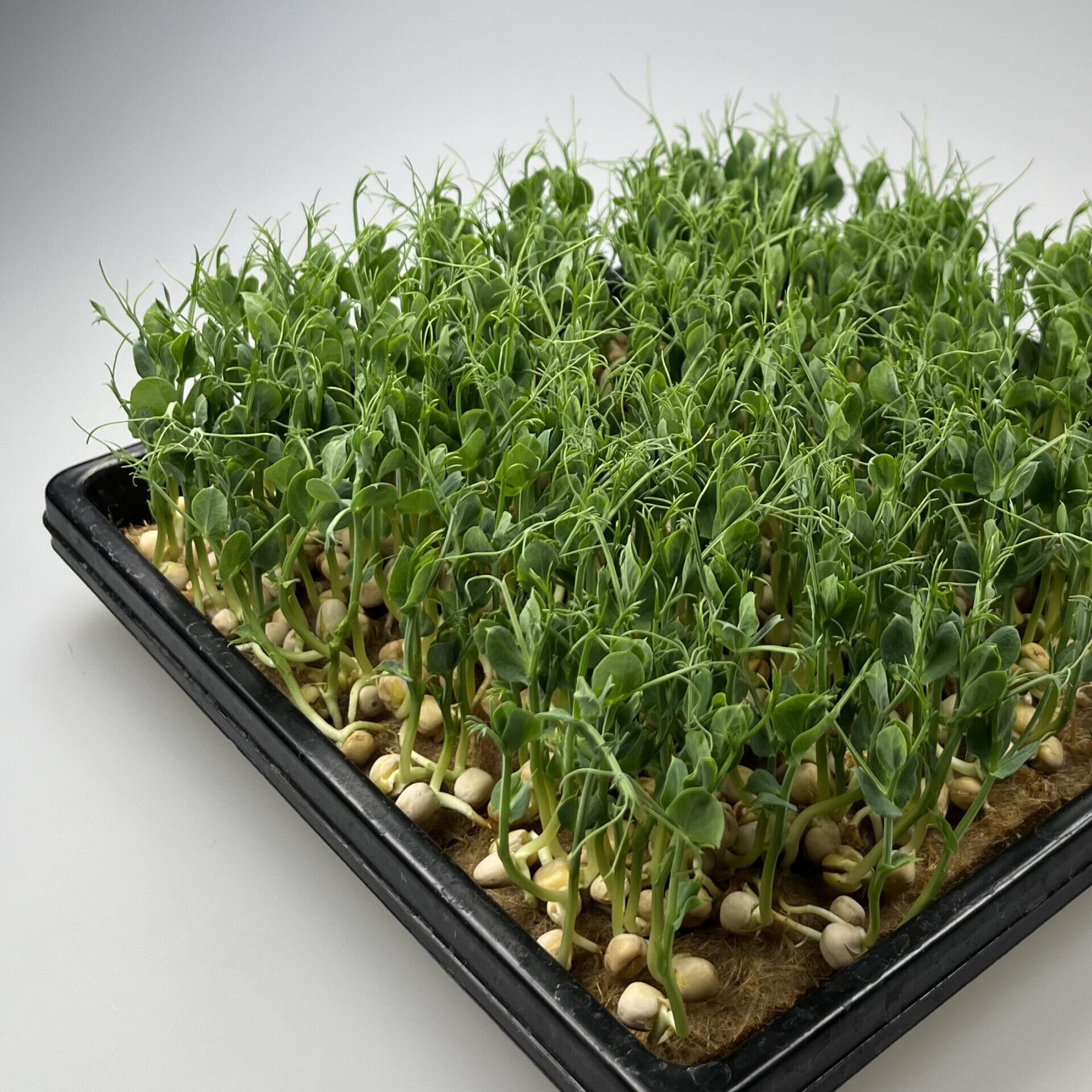 BIO Erbse Microgreens im “1010” Tray