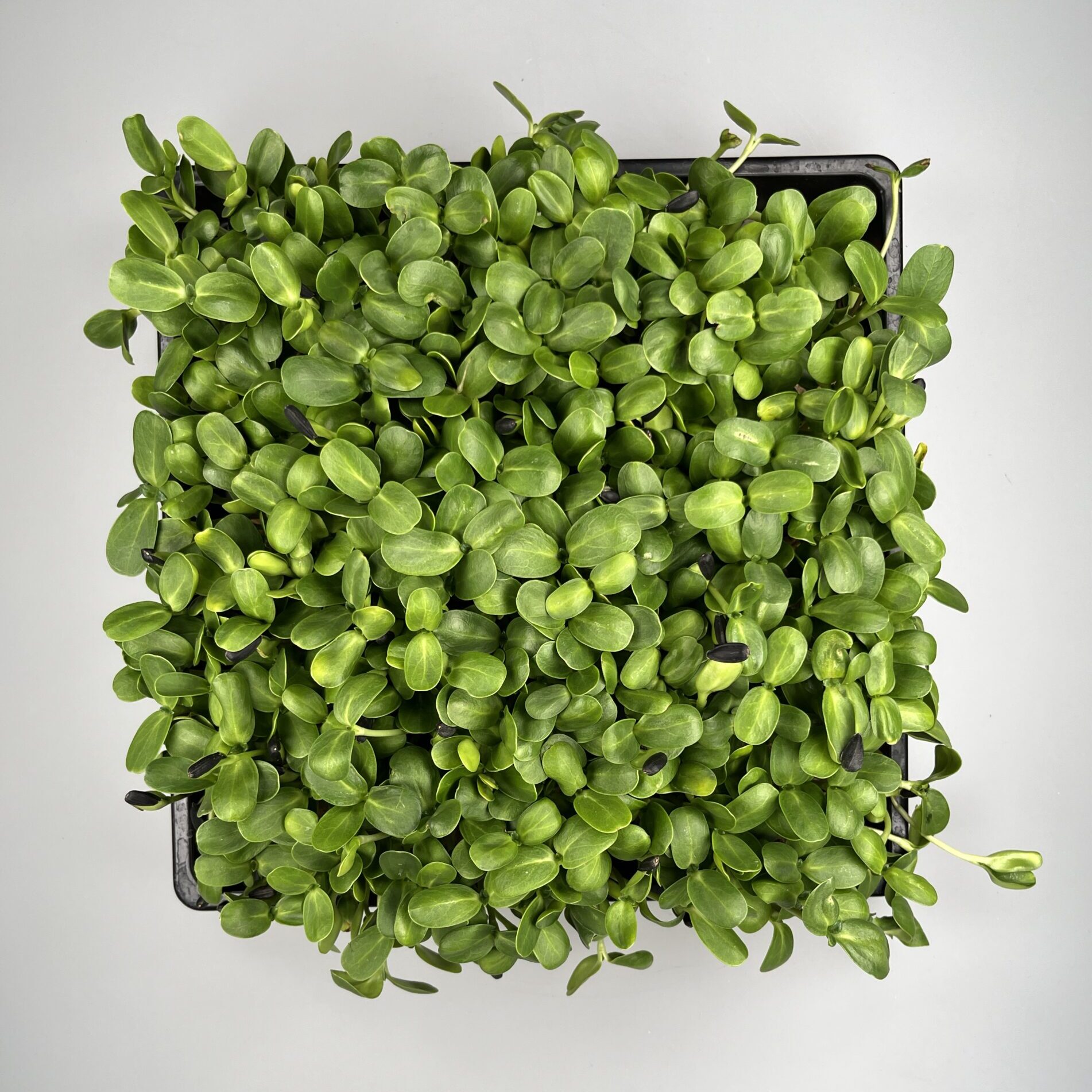 BIO Sonnenblume Microgreens im “1010” Tray