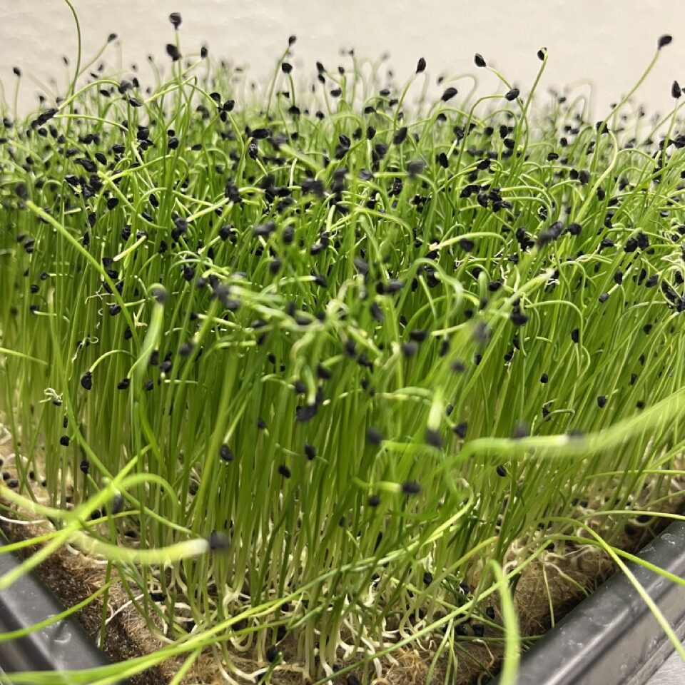 BIO Lauch Microgreens im “1010” Tray